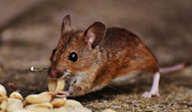 24 Hour & Emergency Exterminators in Gettysburg, PA